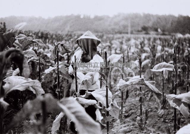 登錄號:KH2015.003.0034藏品圖，第1張