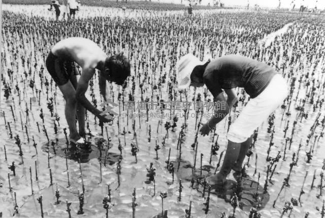 登錄號:KH2006.014.0274藏品圖，第1張