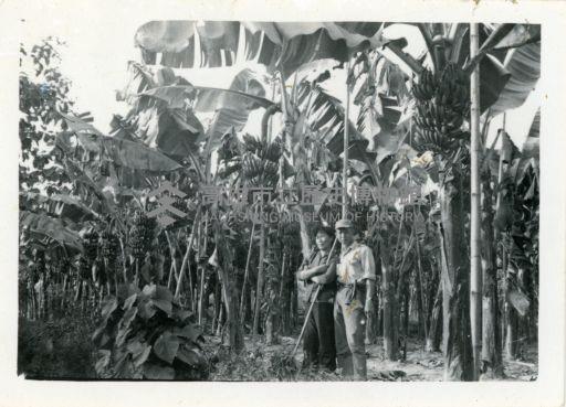 日光照相館創辦人張仁葵與張劉添妹夫妻兩人於香蕉園合影藏品圖，第1張