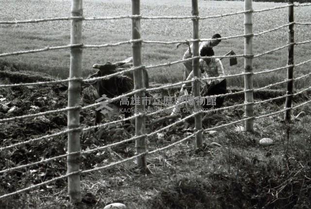 高雄鄉間農作景象-3藏品圖，第1張