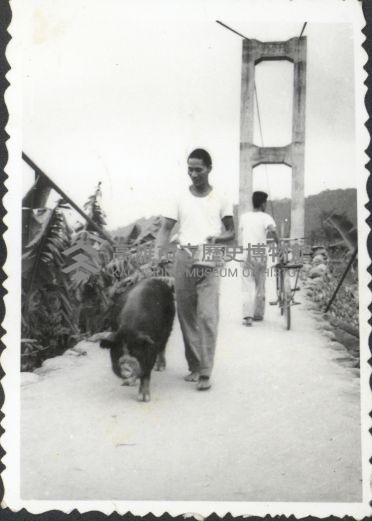 牽豬哥藏品圖，第1張