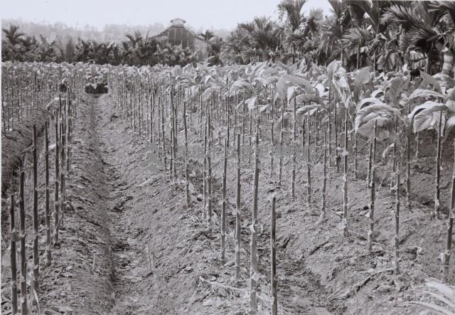 登錄號:KH2015.003.0052藏品圖，第1張