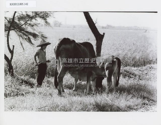 登錄號:KH2012.005.0142藏品圖，第1張