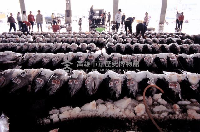 東港鮪魚藏品圖，第1張