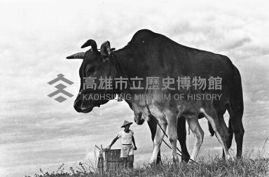 登錄號:KH2006.014.0237藏品圖，第1張