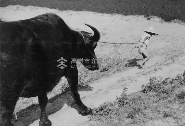 登錄號:KH2006.014.0265藏品圖，第1張