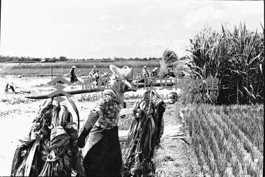 登錄號:KH2006.014.0145藏品圖，第1張