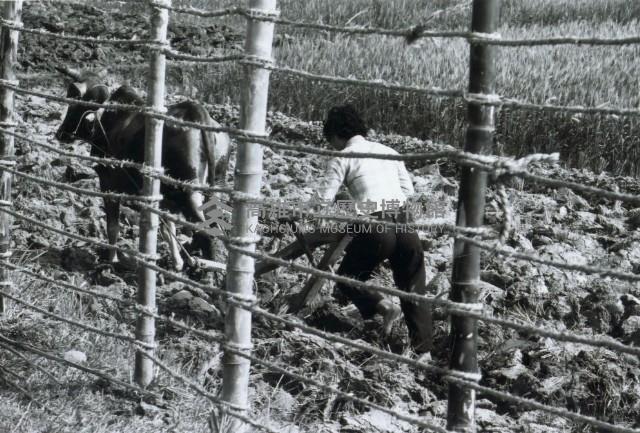 高雄鄉間農作景象-4藏品圖，第1張