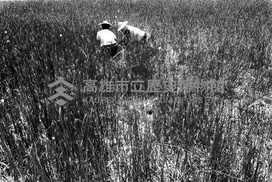 登錄號:KH2006.014.0229藏品圖，第1張