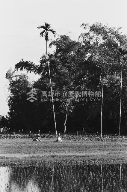 田邊的檳榔樹藏品圖，第1張