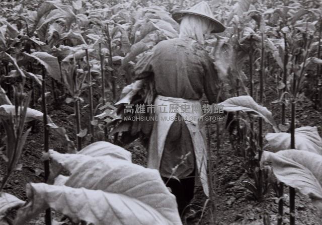 登錄號:KH2015.003.0049藏品圖，第1張