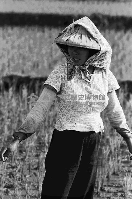 高雄鄉間農作景象-38藏品圖，第1張