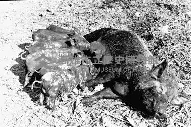 登錄號:KH2006.014.0153藏品圖，第1張