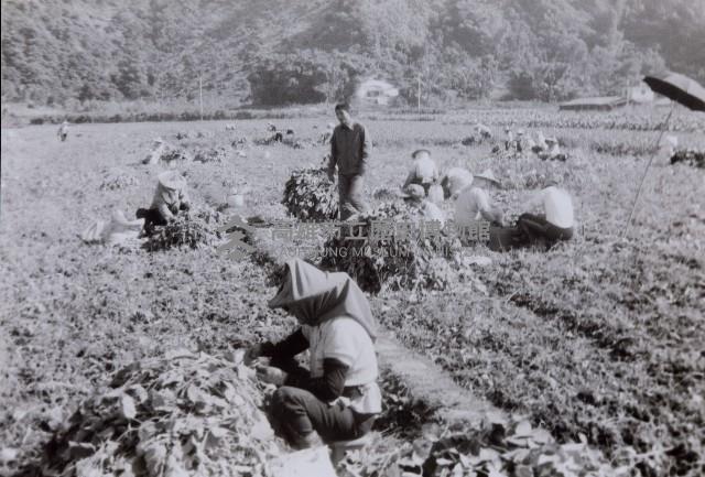 登錄號:KH2015.003.0133藏品圖，第1張