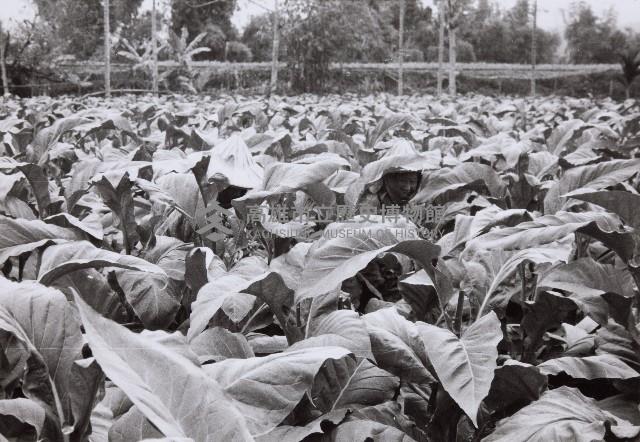 登錄號:KH2015.003.0033藏品圖，第1張