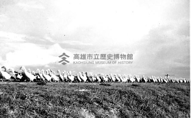 登錄號:KH2006.014.0273藏品圖，第1張