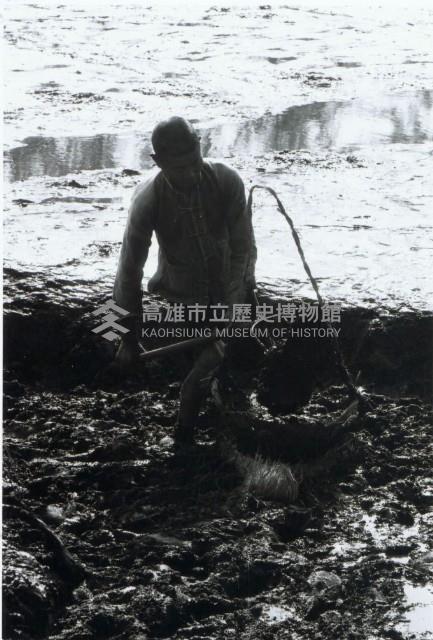 高雄鄉間農作景象-2藏品圖，第1張