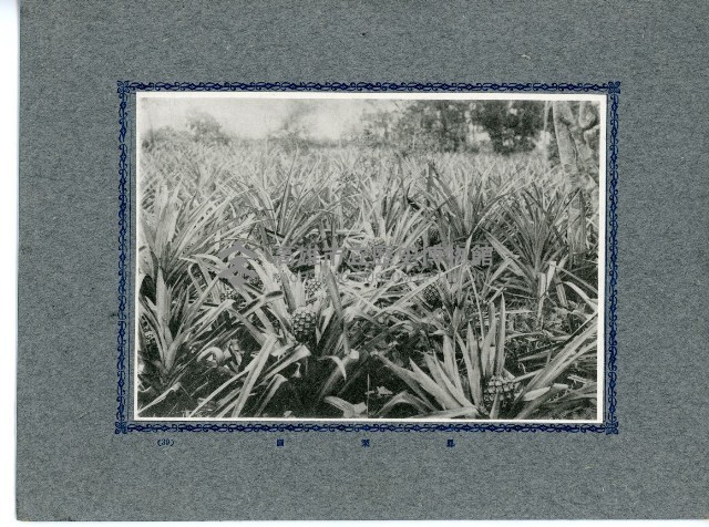 臺灣寫真卡片藏品圖，第73張
