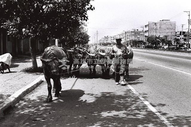 水牛群藏品圖，第1張