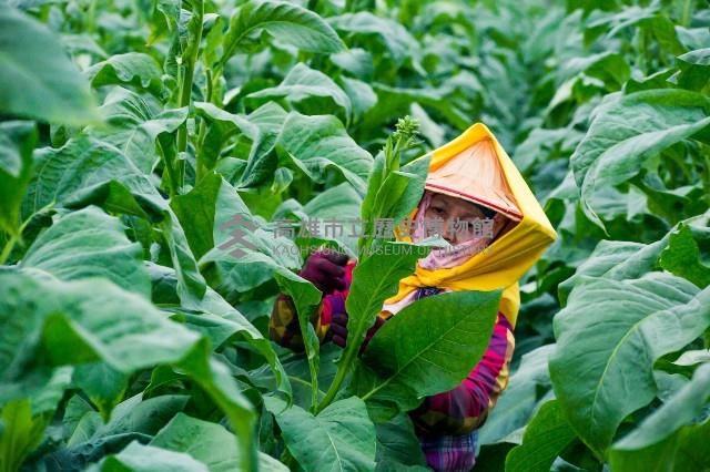 登錄號:KH2017.016.0008藏品圖，第1張