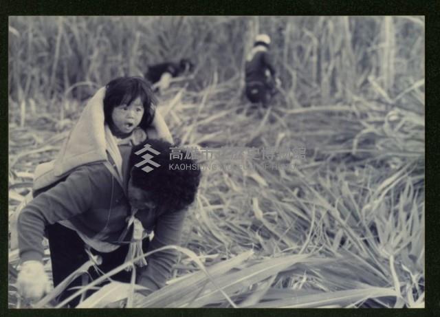 蔗田收成-2藏品圖，第1張