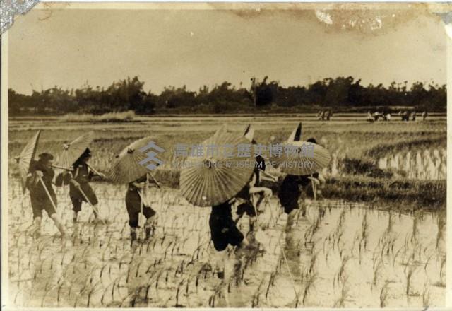美濃地區婦女除草照片藏品圖，第1張