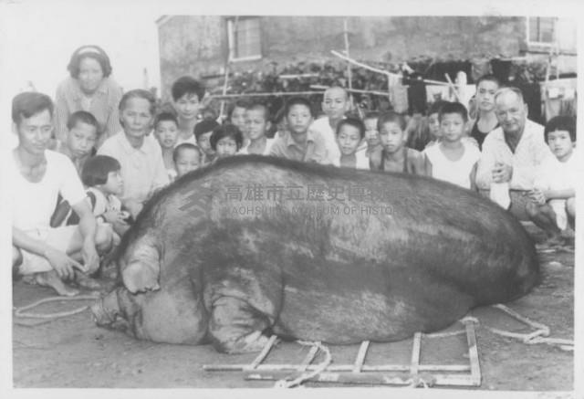 眾人與豬公合照藏品圖，第1張