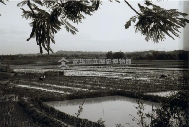 高雄鄉間農作景象-17藏品圖，第1張