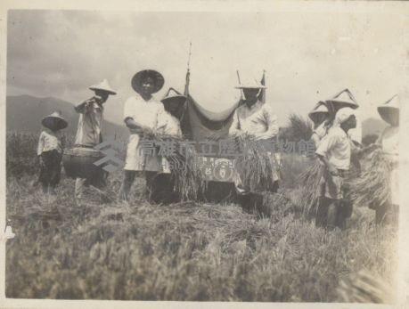 民國40年代收割稻米情景藏品圖，第1張