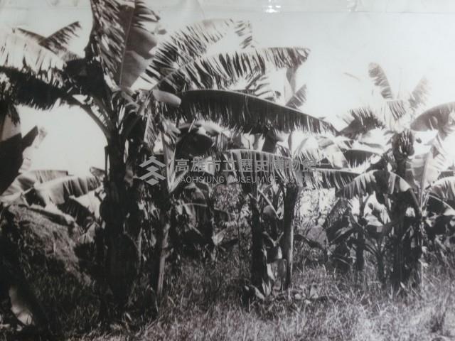 香蕉樹風景藏品圖，第1張