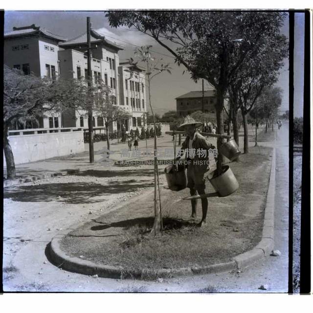 高雄市臺灣銀行前的行道樹藏品圖，第1張