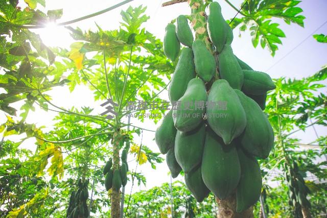 登錄號:KH2017.016.0001藏品圖，第1張