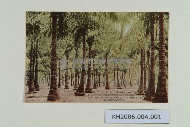高雄椰子密林明信片藏品圖，第1張