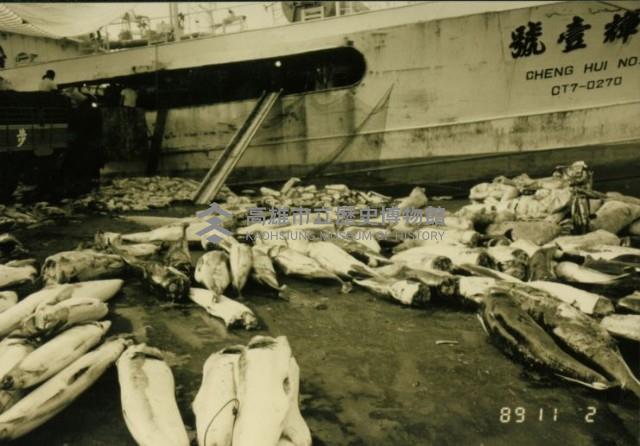 漁船下魚情形藏品圖，第1張