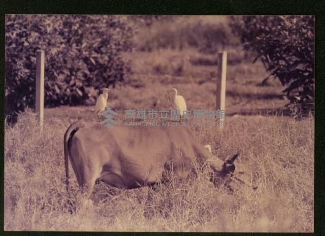 萬應公廟前的菜園-3藏品圖，第1張