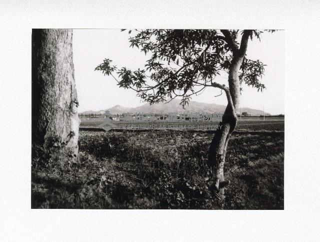 台19甲阿蓮岡山間水果牛車隊藏品圖，第1張