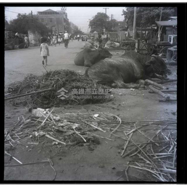 不怕危險的小孩（街旁休息的黃牛）藏品圖，第1張