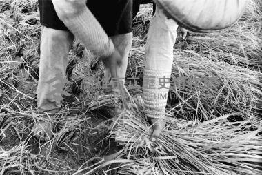 登錄號:KH2006.014.0194藏品圖，第1張