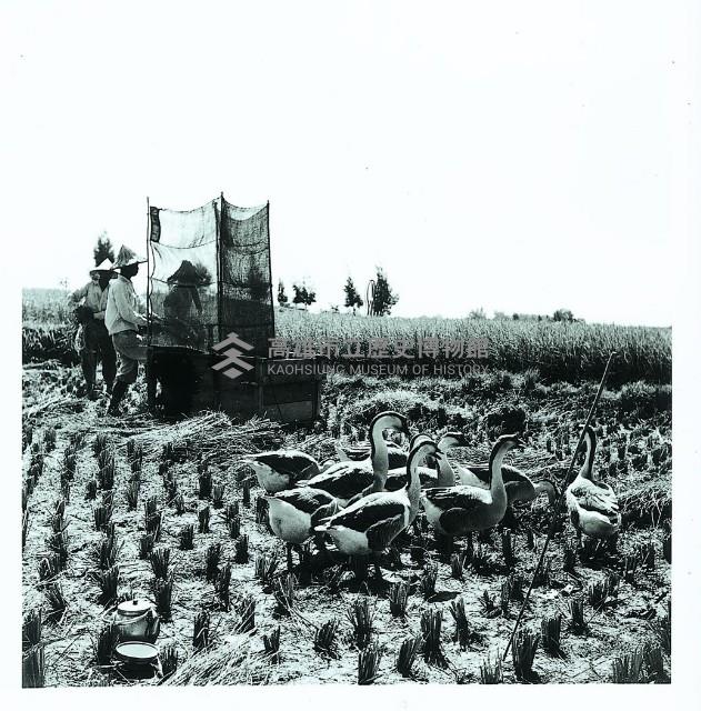 登錄號:KH2015.005.0184藏品圖，第1張