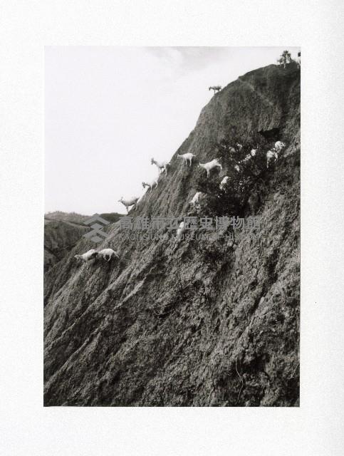 田寮月世界牧羊一景-2藏品圖，第1張