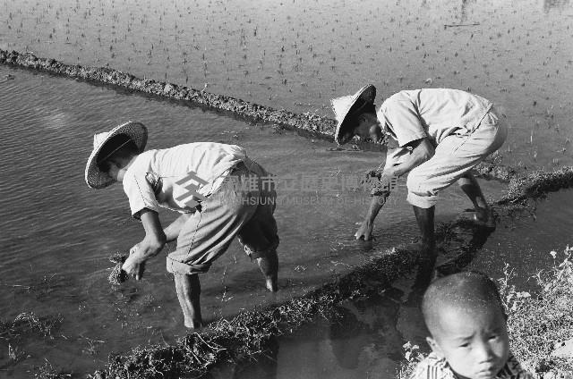 高雄鄉間農作景象-21藏品圖，第1張