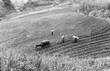 登錄號:KH2006.014.0382藏品圖，第1張