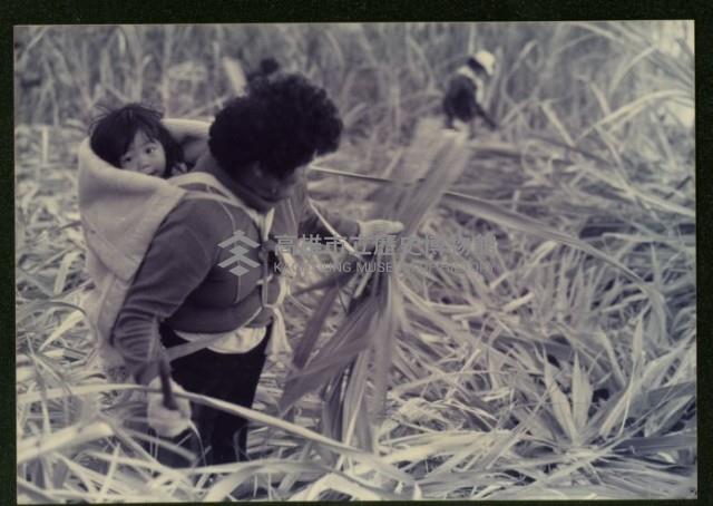 蔗田收成-1藏品圖，第1張