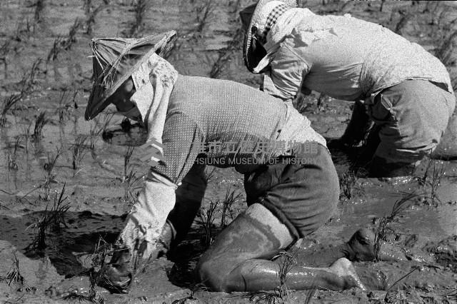 高雄鄉間農作景象-26藏品圖，第1張