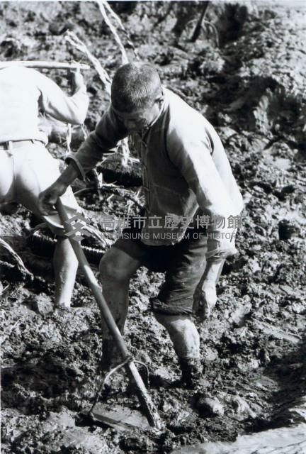 高雄鄉間農作景象-16藏品圖，第1張