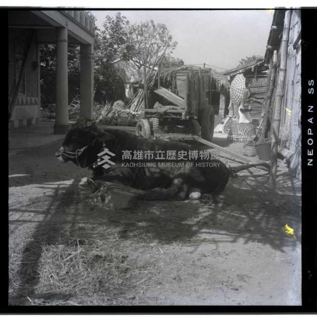 牛及牛車任意停放藏品圖，第1張