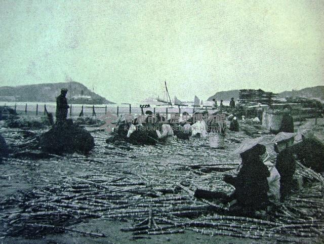 打狗港進口甘蔗種苗藏品圖，第1張