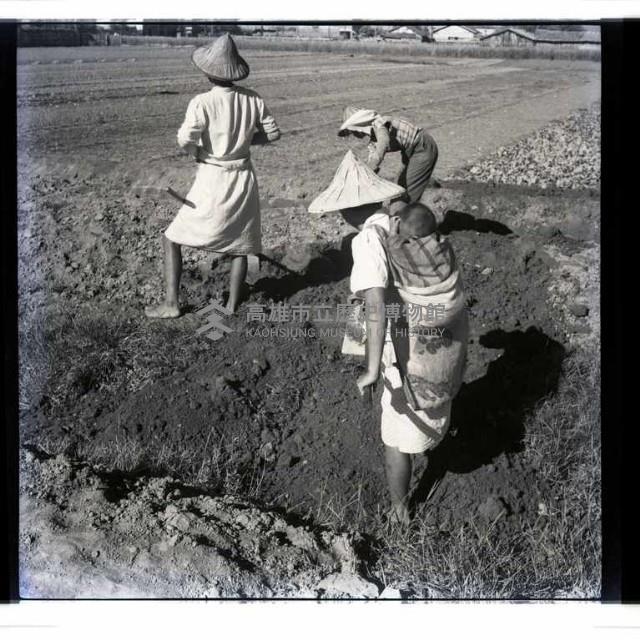 義務勞動藏品圖，第1張