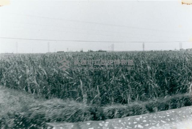 高雄蔗園藏品圖，第1張