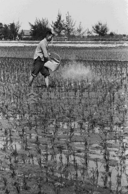高雄鄉間農作景象-28藏品圖，第1張